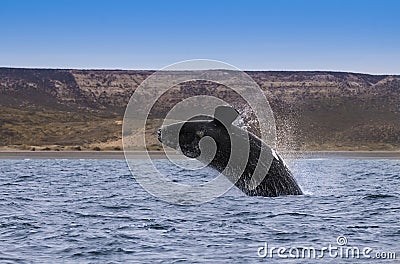 Whale Patagonia Argentina Stock Photo