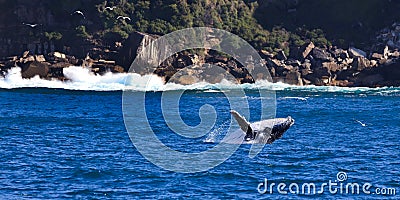 Whale Rocks Stock Photo