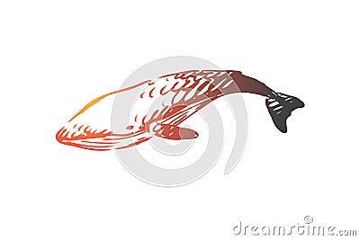 Whale, sea, underwater, wildlife, swim concept. Hand drawn isolated vector. Vector Illustration