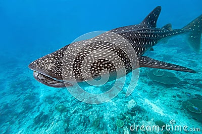 Whale shark Stock Photo