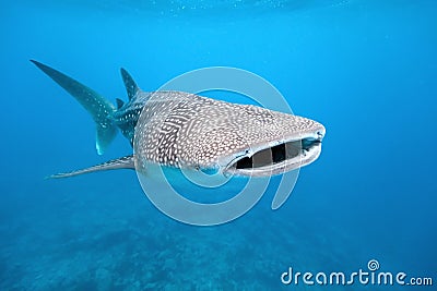 Whale shark Stock Photo