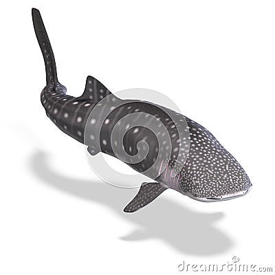 Whale shark Stock Photo