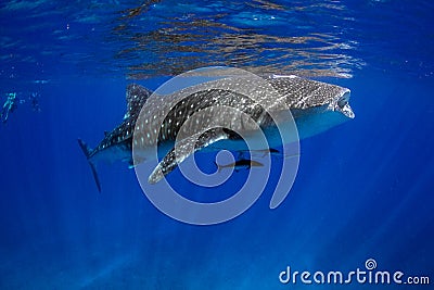 Whale Shark Blue water Stock Photo