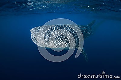 Whale shark in deep ocean. Giant Whale shark swimming underwater Stock Photo