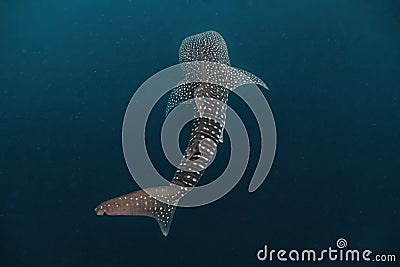 Whale shark diving Pintuyan, Southern Leyte, Philippines Stock Photo