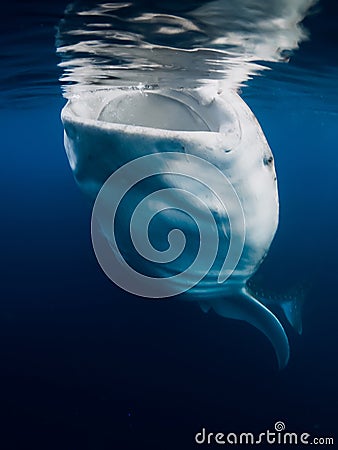 Whale shark eating plankton. Shark swimming underwater in blue ocean Stock Photo