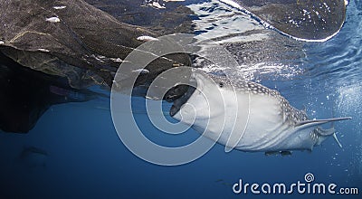 Whale Shark Feeding Stock Photo
