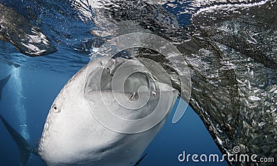 Whale Shark Feeding Stock Photo