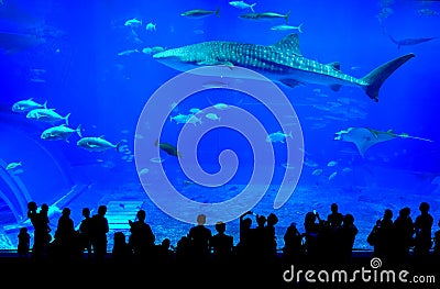 Whale shark in Okinawa Churaumi Aquarium in Japan Editorial Stock Photo