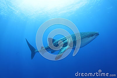 Whale Shark in the Red Sea Stock Photo
