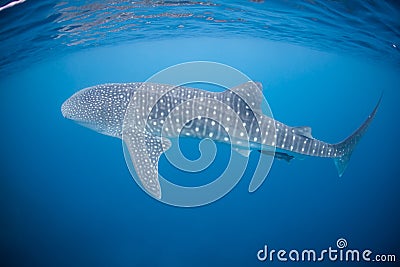 Whale Shark Stock Photo