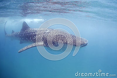 Whale Shark Stock Photo
