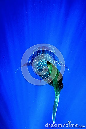 Whale shark swimming away into the dark depths Stock Photo