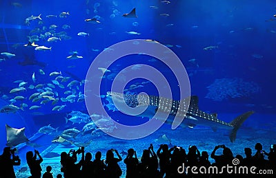 Whale shark in the tank with the tourist silhouette Editorial Stock Photo