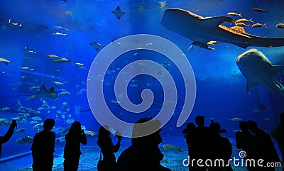 Whale shark in the tank with the tourist silhouette Editorial Stock Photo