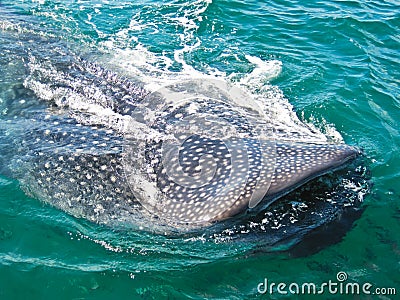 Whale shark Stock Photo