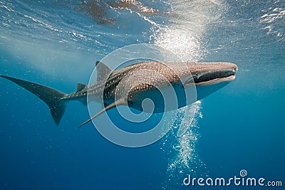 Whale shark underwater Stock Photo