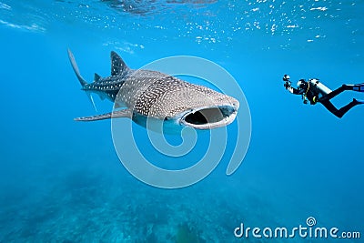 Whale shark and underwater photographer Stock Photo