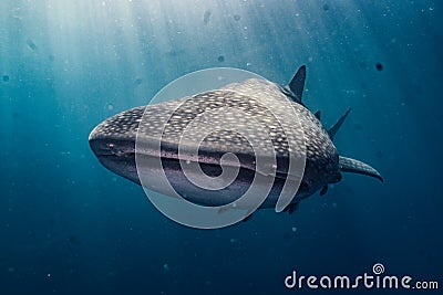 Whale shark (Rhincodon typus) in a deep ocean Stock Photo