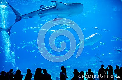 Whale sharks swimming in aquarium Stock Photo