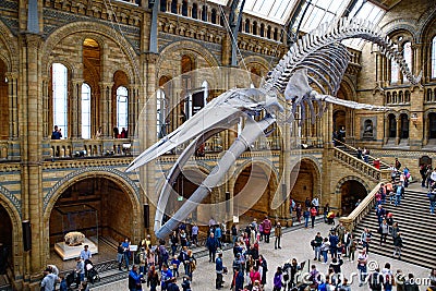 The whale skeleton in Natural History Museum, London Editorial Stock Photo