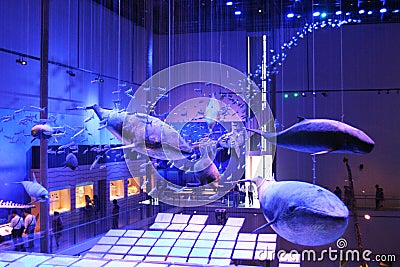 Whale specimen Editorial Stock Photo