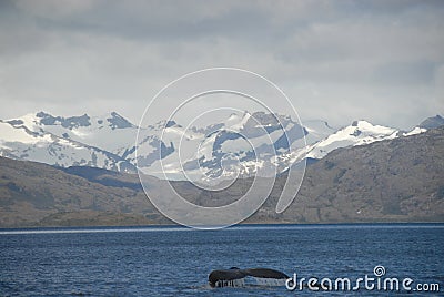 Whale in Strait of Magellan Stock Photo