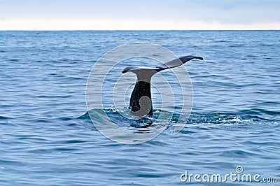 Whale Tail Stock Photo