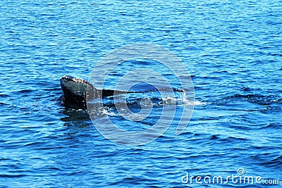 Whale tail in blue water Stock Photo