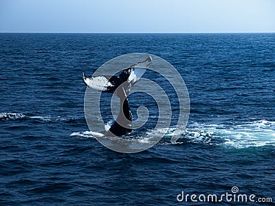 Whale Tail Fluke Fingerprints Stock Photo