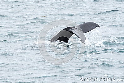 Fluke, Whale Tail in Arctic Ocean, Greenland Stock Photo