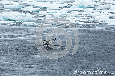 Fluke, Whale Tail between Ice in Arctic Ocean, Greenland Stock Photo