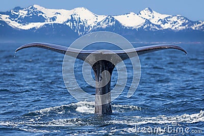 Whale tail Stock Photo