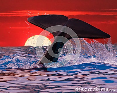 Whale Tail in Sunset Stock Photo