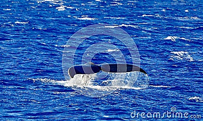 Whale Tail Stock Photo