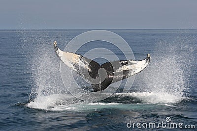 Whale Watching Stock Photo