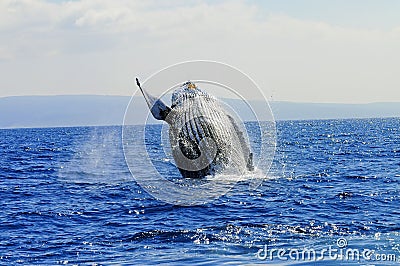 Whale Watching Stock Photo