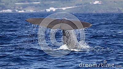 Whale watching Azores islands - sperm whale 02 Stock Photo