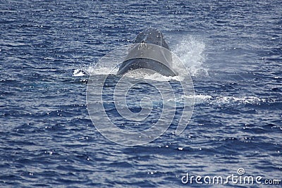 Whale Watching Heads Up Stock Photo