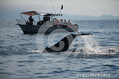 Whale Watching Stock Photo