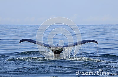 Whale watching in Puerto Vallarta Stock Photo