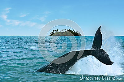 Whale Watching in Rarotonga Cook Islands Stock Photo