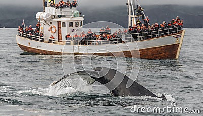 Whale watching safari with humpback whales at Iceland Editorial Stock Photo