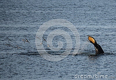 Whales in Antarctica in winter Stock Photo