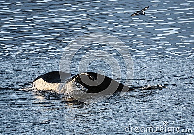 Whales in Antarctica in winter Stock Photo