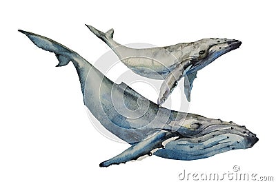 Whales big humpback with baby cub whale watercolor art illustration on white background Cartoon Illustration