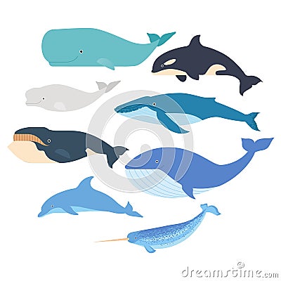 Whales and dolphin set. Marine mammals illustration. Narwhal, blue whale, dolphin, beluga whale, humpback whale, bowhead Vector Illustration