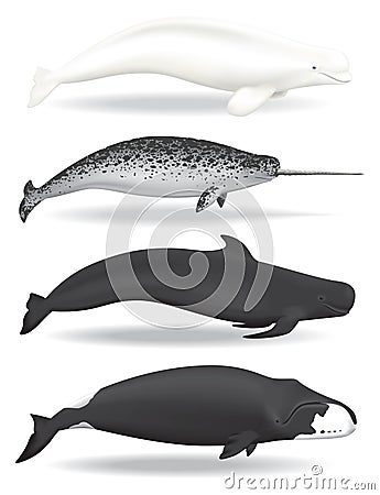 Whales Vector Illustration