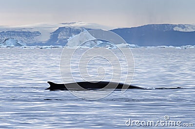 Whales pass a bay with melting icebergs nearby of Greenland shoreline Stock Photo