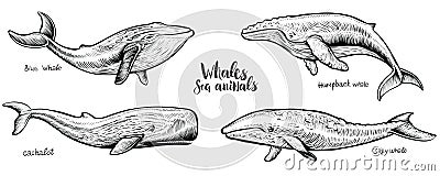 Whales vector hand drawn illustration. Vector Illustration